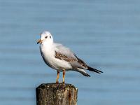 Lachmöwe im Ruhekleid auf Pierpfosten